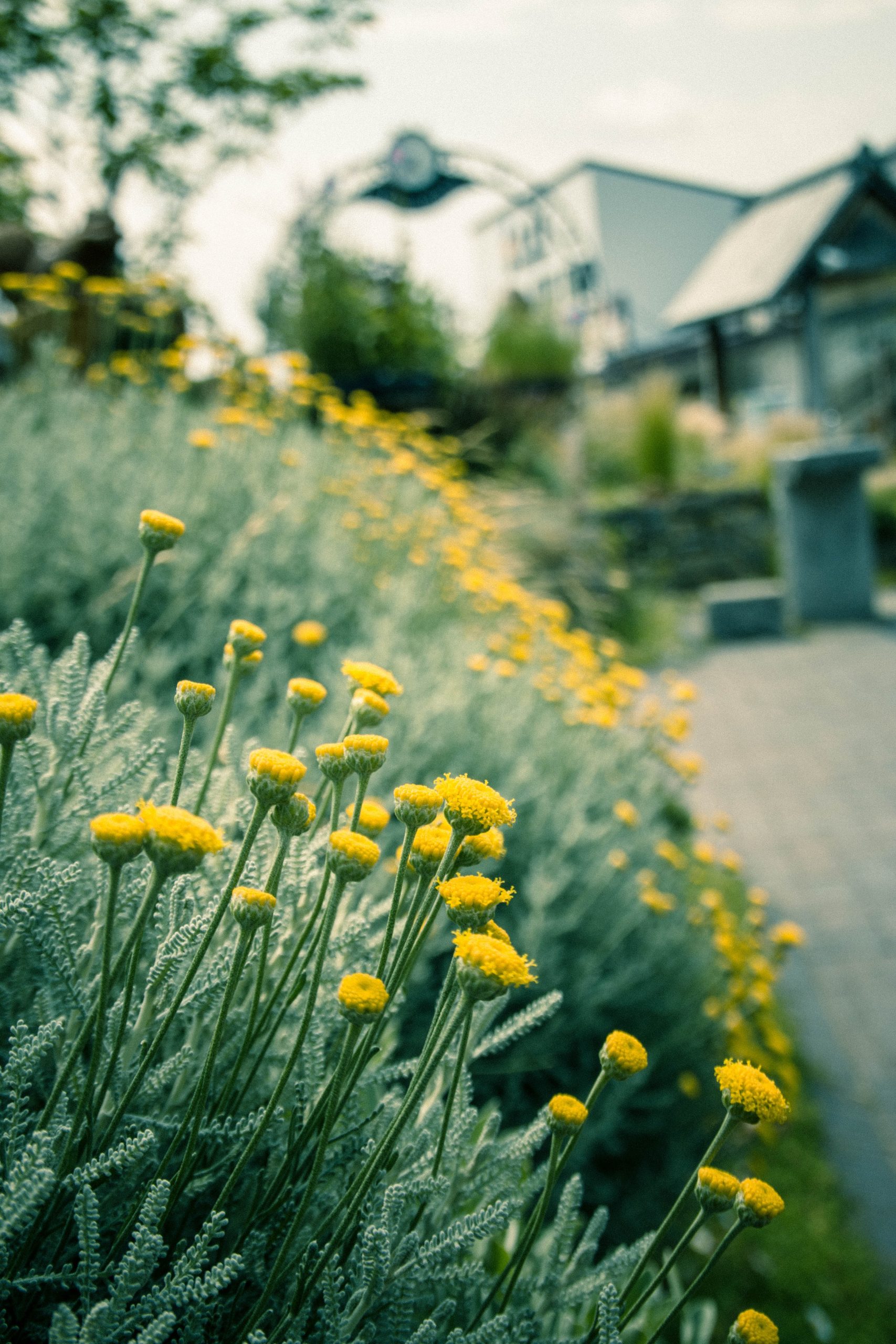 yellow-petaled-flower-lot-2556988